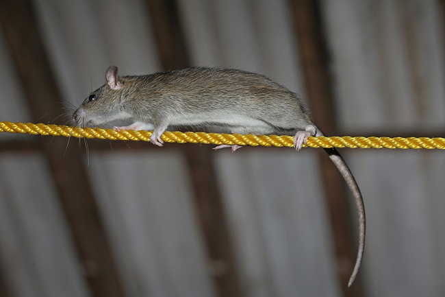 Искусственные сухожилия восстановили функции крысиных лап